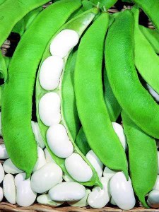 fazula corona o spagna bianco.jpg